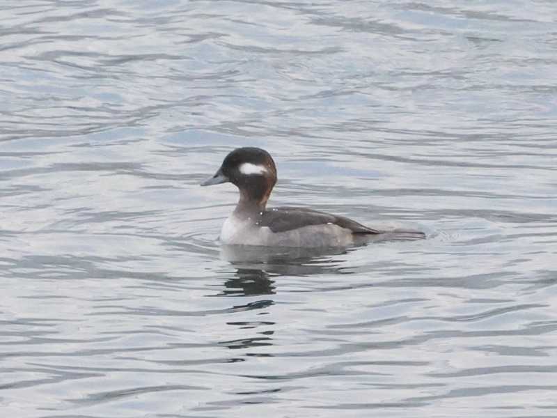 Mystery bird to be identified