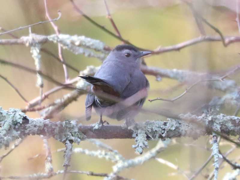 Mystery bird to be identified