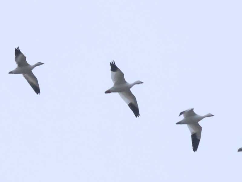 Mystery birds to be identified