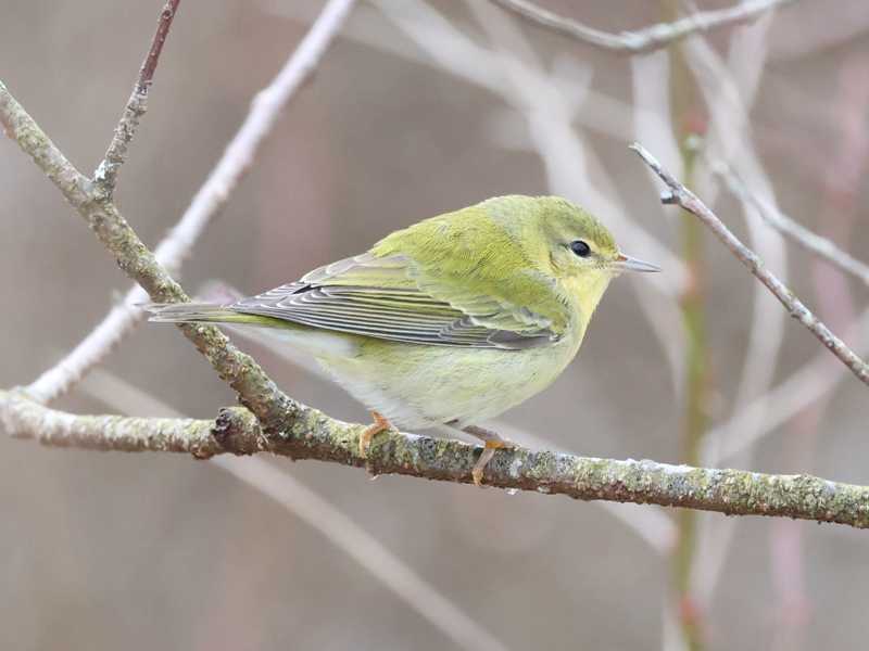 Mystery bird to be identified