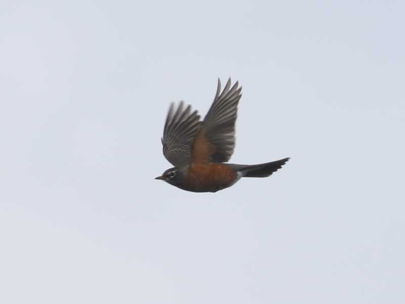 Mystery bird to be identified