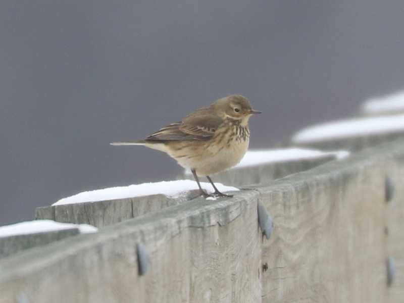Mystery bird to be identified