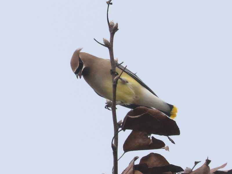 Mystery bird to be identified