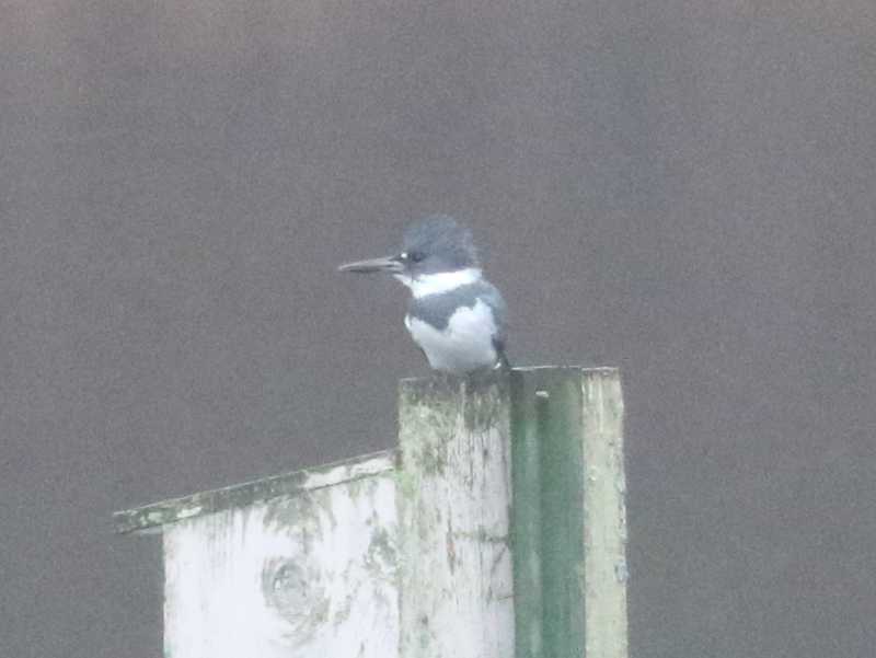 Mystery bird to be identified