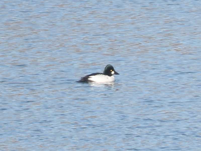 Mystery bird to be identified