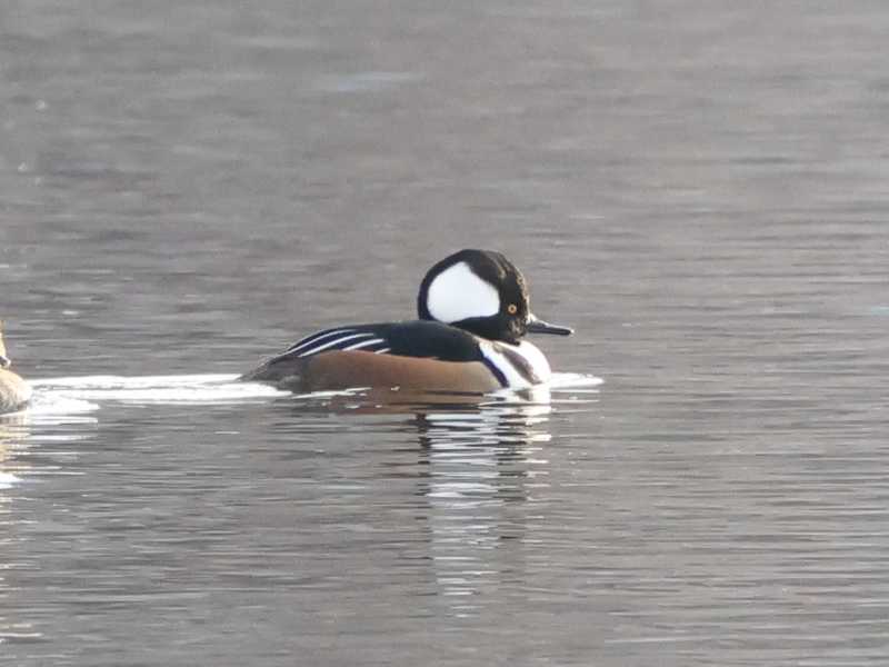 Mystery bird to be identified