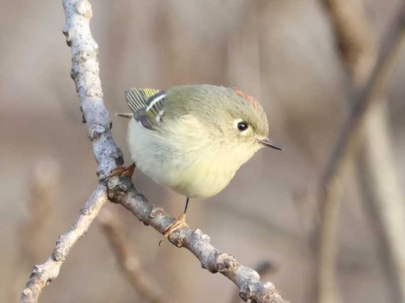 Mystery bird to be identified