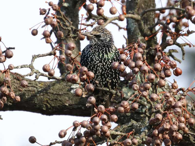 Mystery bird to be identified