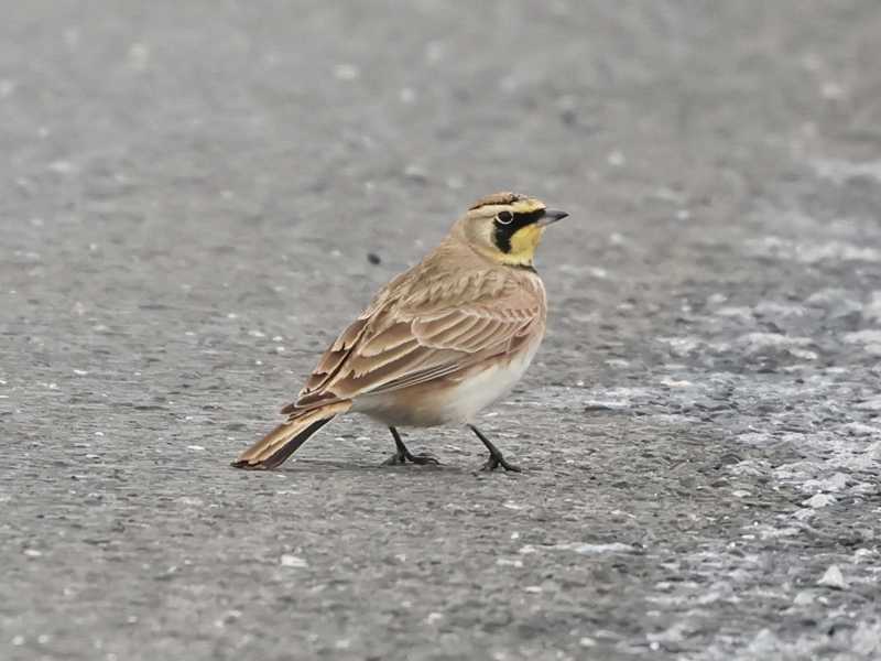 Mystery bird to be identified