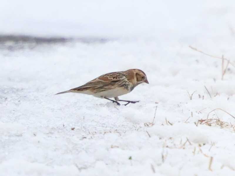 Mystery bird to be identified
