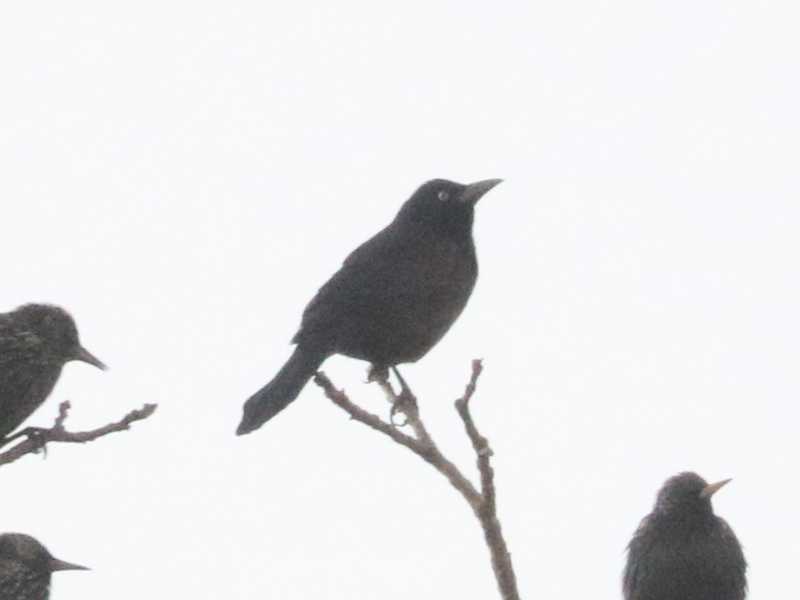 Mystery bird to be identified