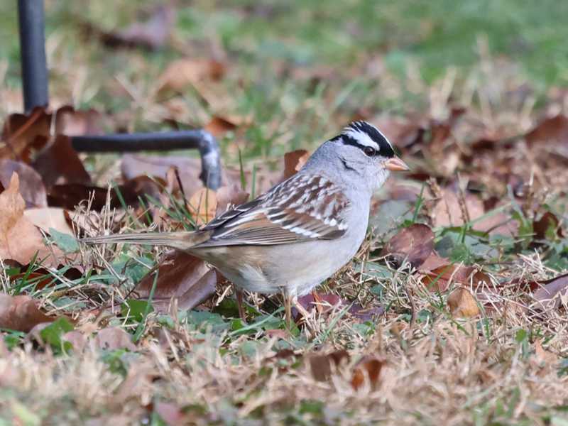 Mystery bird to be identified