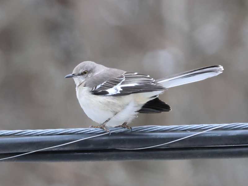 Mystery bird to be identified