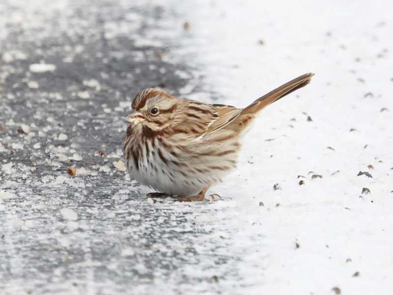 Mystery bird to be identified