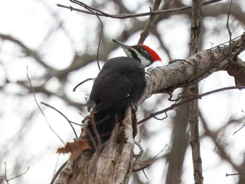 Mystery bird to be identified