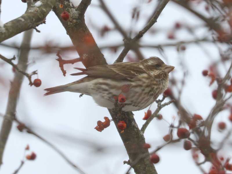 Mystery bird to be identified