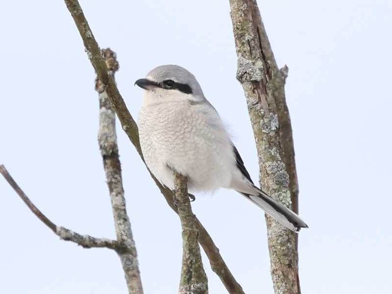 Mystery bird to be identified