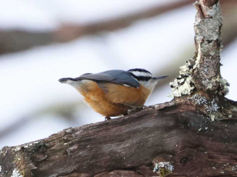 Mystery bird to be identified