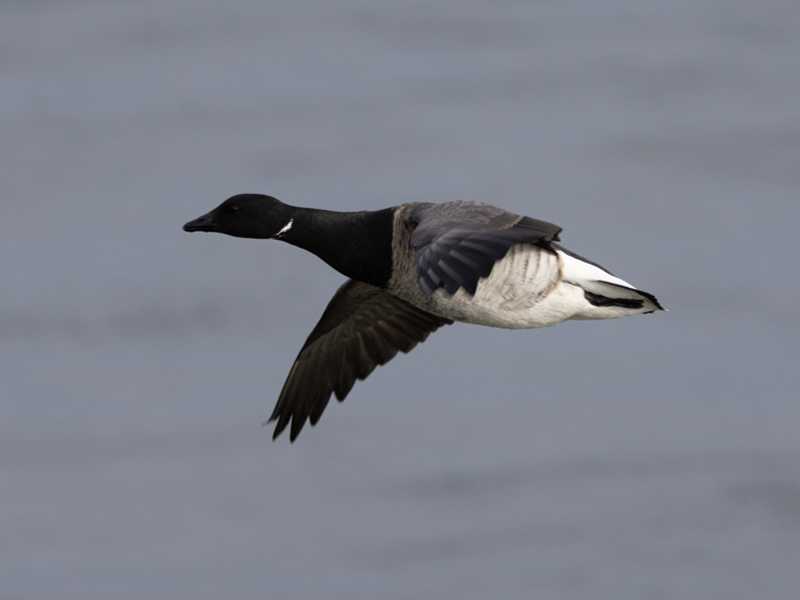 Mystery bird to be identified