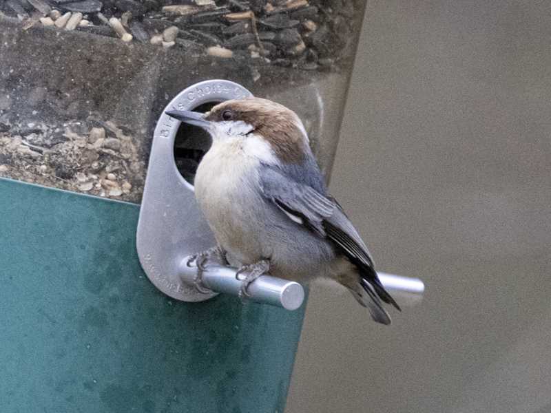 Mystery bird to be identified