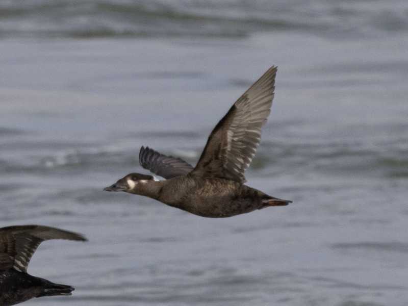 Mystery bird to be identified