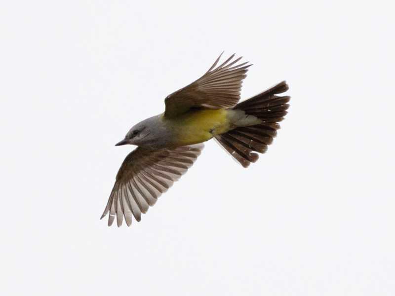 Mystery bird to be identified