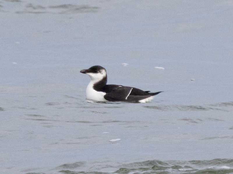 Mystery bird to be identified