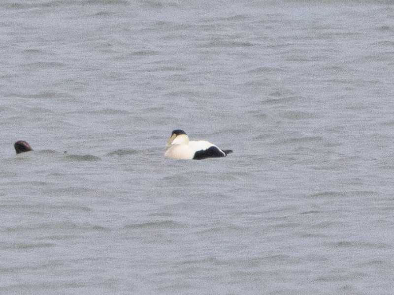 Mystery bird to be identified