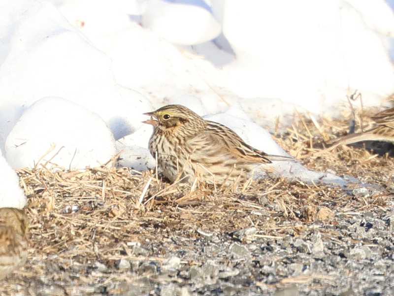 Mystery bird to be identified