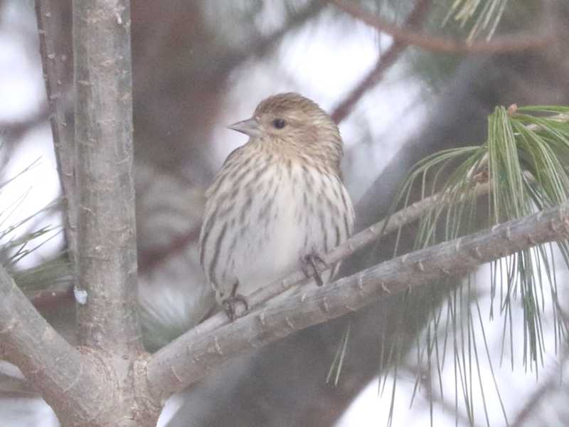 Mystery bird to be identified