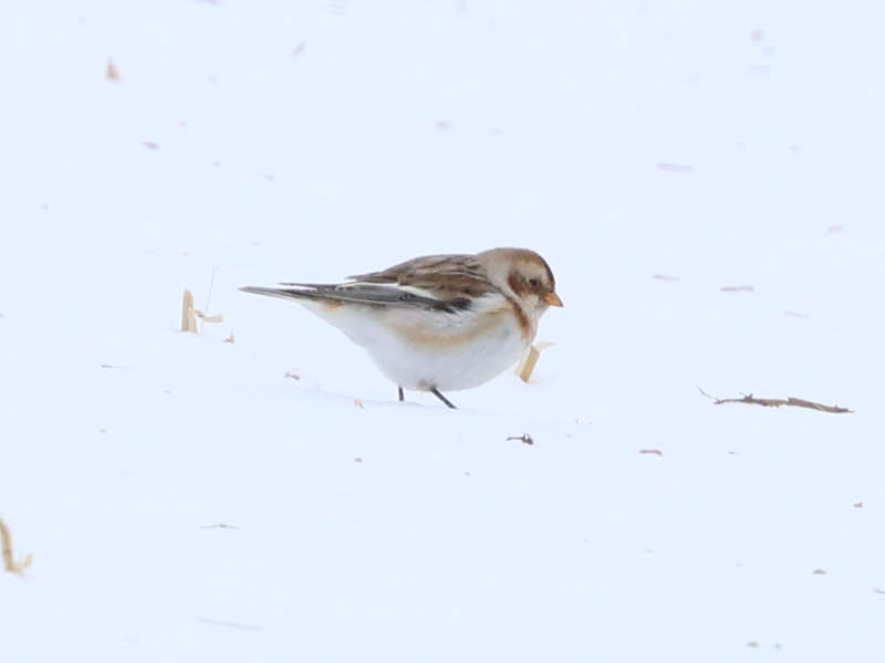 Mystery bird to be identified