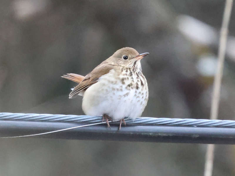 Mystery bird to be identified