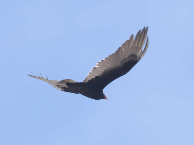 Mystery bird to be identified