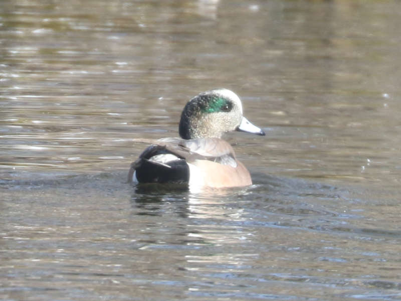 Mystery bird to be identified