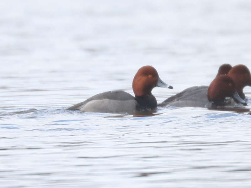 Mystery bird to be identified