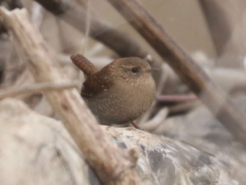 Mystery bird to be identified