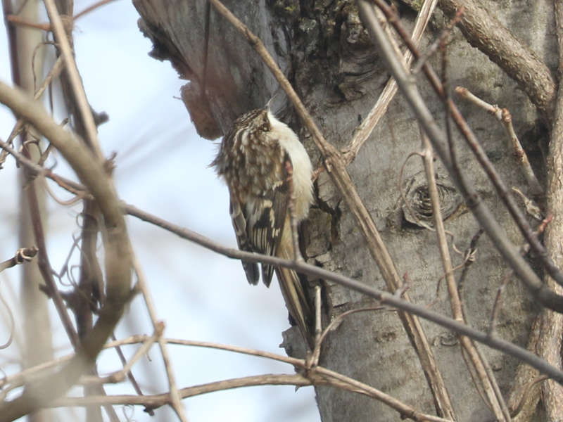 Mystery bird to be identified