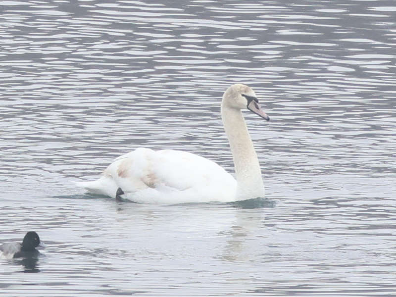 Mystery bird to be identified