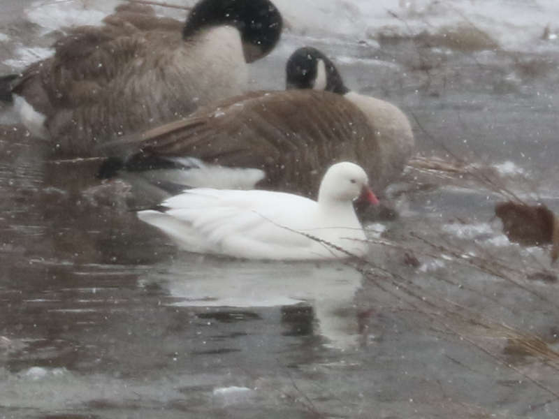 Mystery bird to be identified