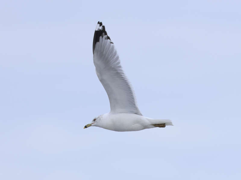 Mystery bird to be identified