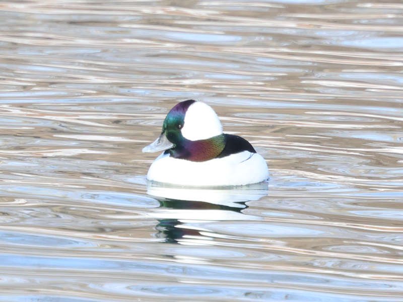 Mystery bird to be identified