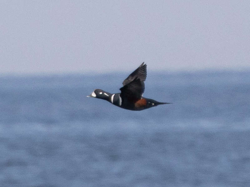 Mystery bird to be identified