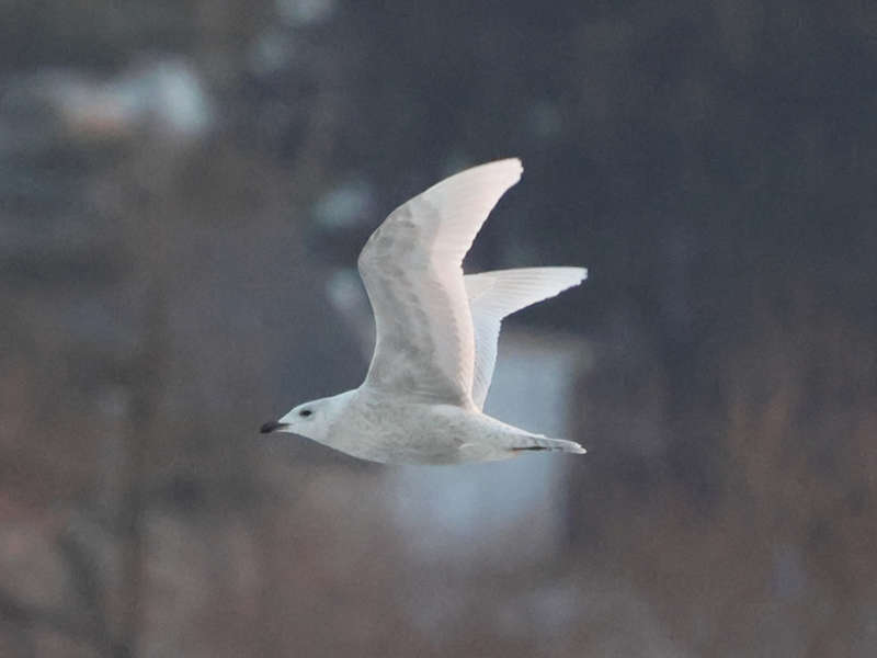 Mystery bird to be identified