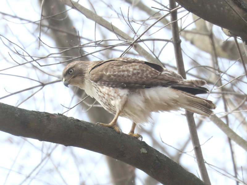 Mystery bird to be identified