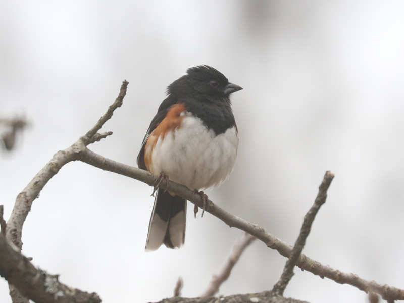 Mystery bird to be identified