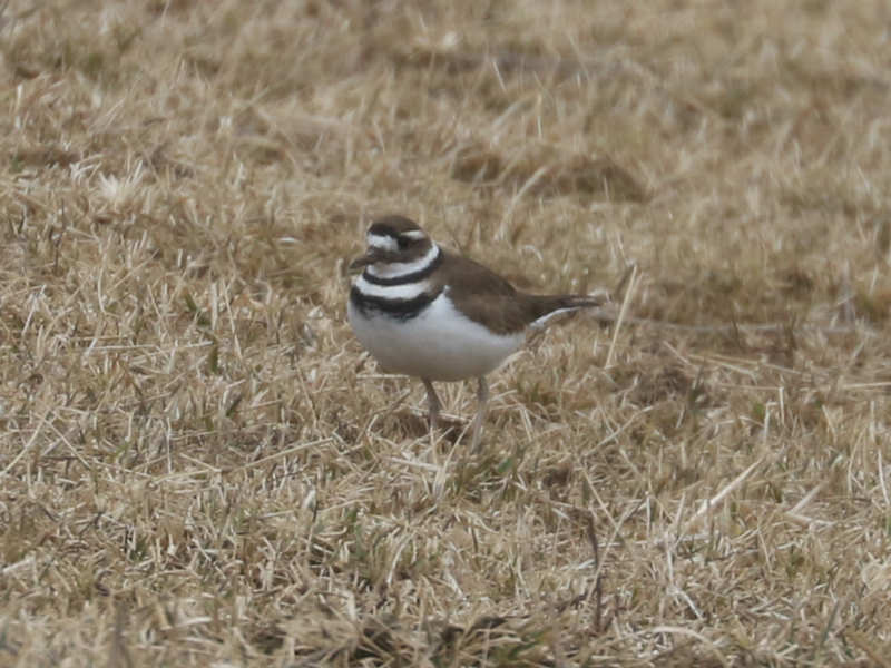 Mystery bird to be identified
