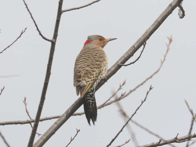 Mystery bird to be identified