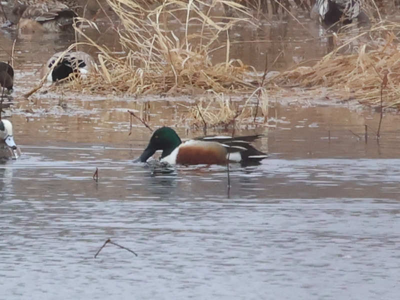 Mystery bird to be identified