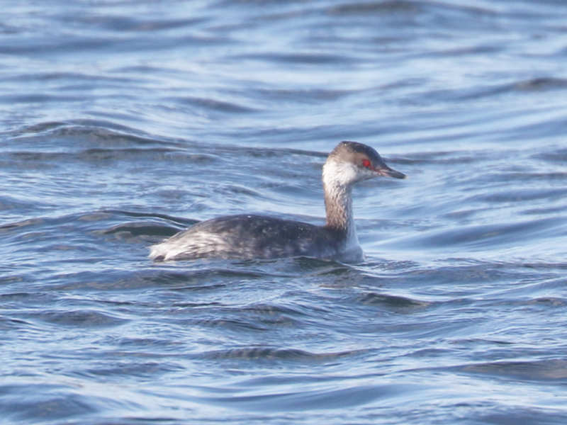 Mystery bird to be identified