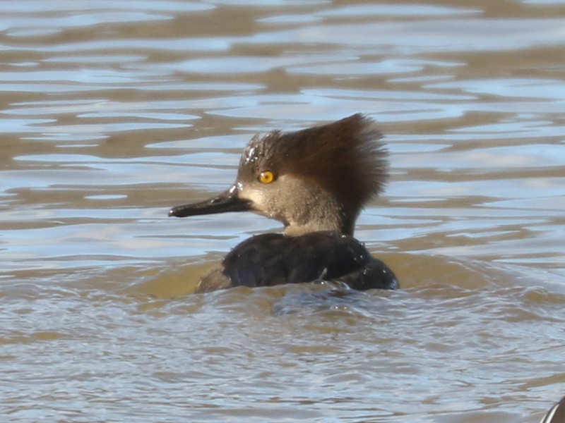 Mystery bird to be identified